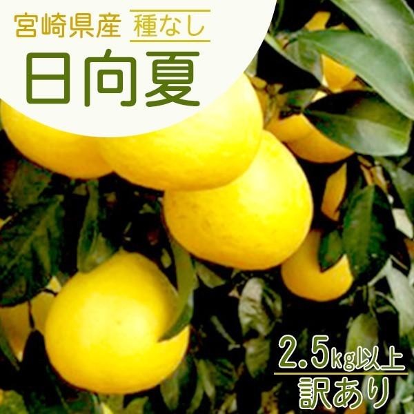 【2026年1月上旬頃より順次発送】宮崎県産種なし日向夏 訳あり2.5kg以上 デコポン ポンカン がお好きな方にも ふぞろい