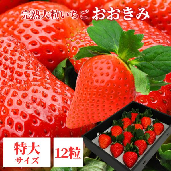 【2026年2月上旬以降発送】宮崎県産 大粒いちご 【 おおきみ 特大サイズ 12粒 1パック 】380g以上(1粒あたり30~39g) 日付指定不可 いちご イチゴ 苺